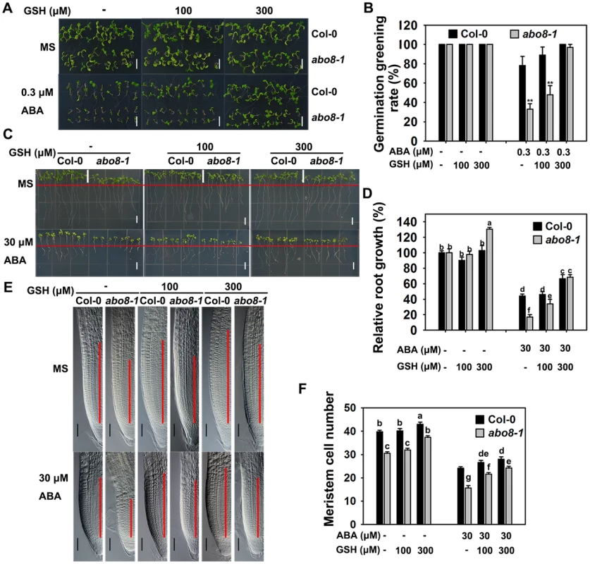 Addition of GSH partially recovers the ABA-hypersensitive phenotypes of <i>abo8-1</i> mutants.