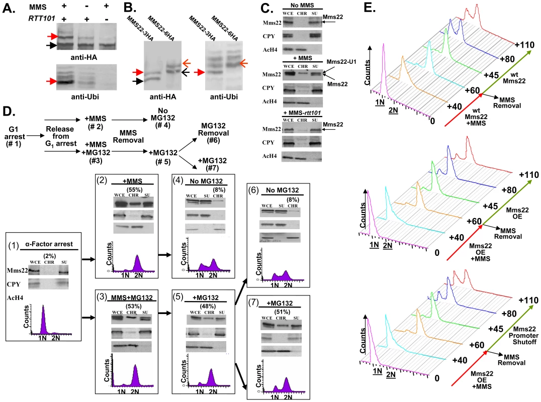 Ubiquitination of Mms22 is induced by DNA damage in a <i>RTT101</i> dependent manner; Mms22 is recruited to chromatin upon DNA damage in a <i>RTT101</i> dependent manner; degradation of Mms22 from chromatin is associated with exit from the DNA damage induced G<sub>2</sub>/M arrest.
