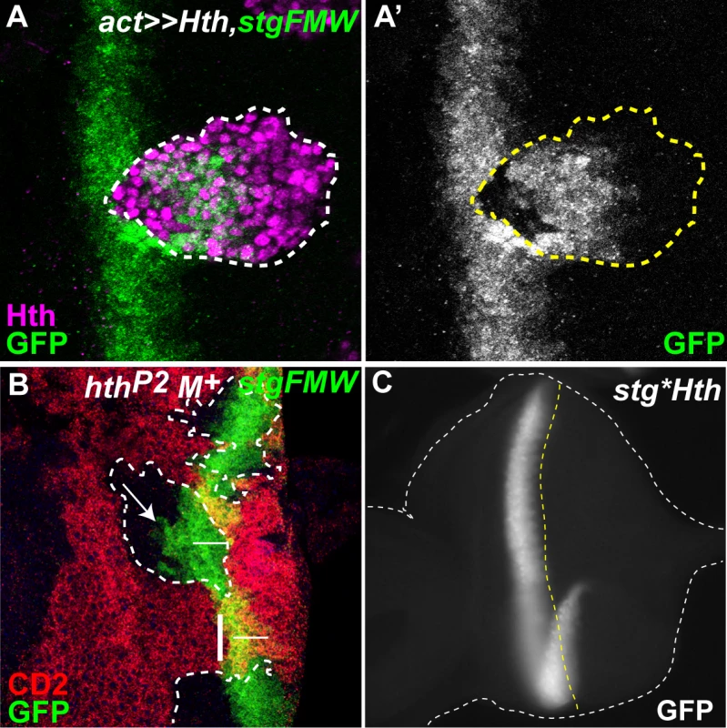 Hth defines the anterior domain of <i>stg-FMW</i> expression.