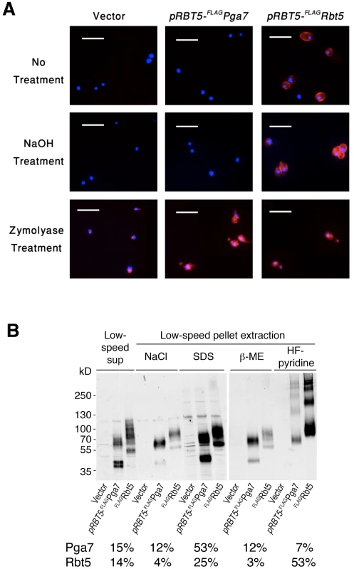 Different localization of Pga7 and Rbt5 expressed at similar levels.