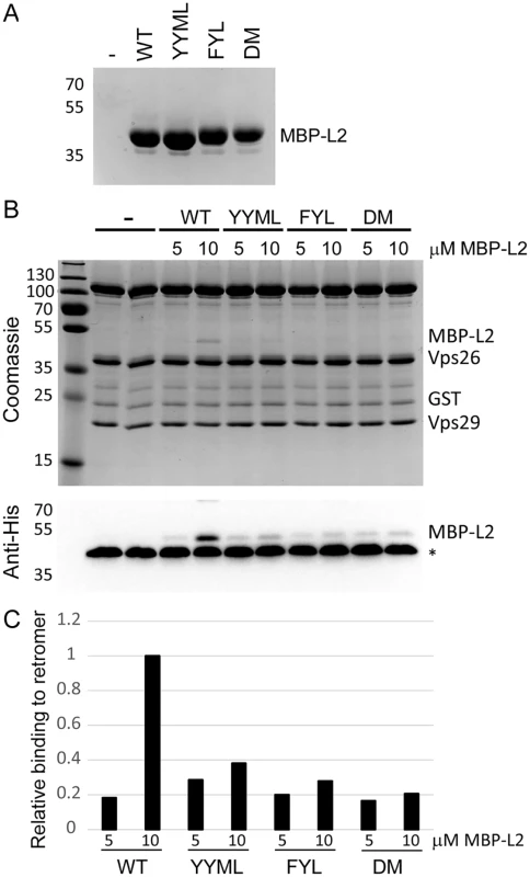 L2 retromer motifs mediate direct binding to retromer.