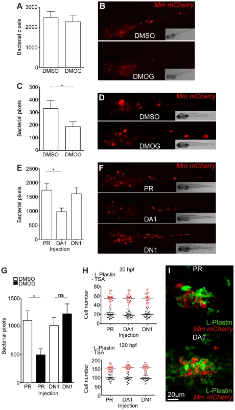 Stabilization of Hif-1α at early stages of infection leads to a decrease in bacterial burden.