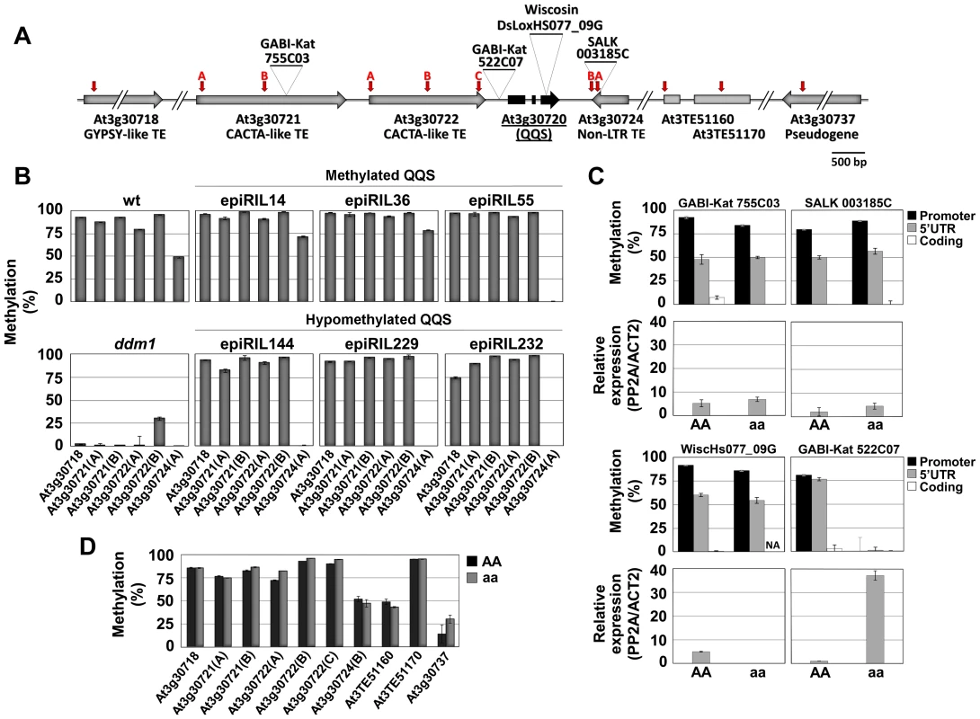 Epigenetic variation at <i>QQS</i> is determined by proximal sequences.