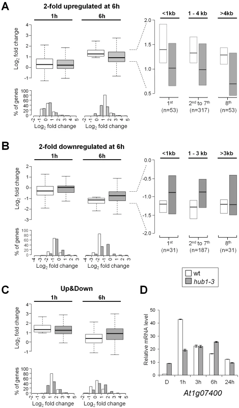 Expression kinetics of light-regulated genes are defective in <i>hub1-3</i> mutant seedlings.