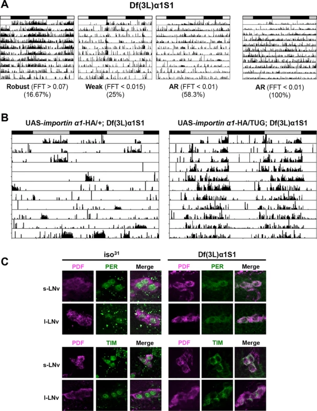 An IMPα1 deletion mutant, Df(3L)α1S1, recapitulates the phenotypes of IMPα1 knockdown flies.