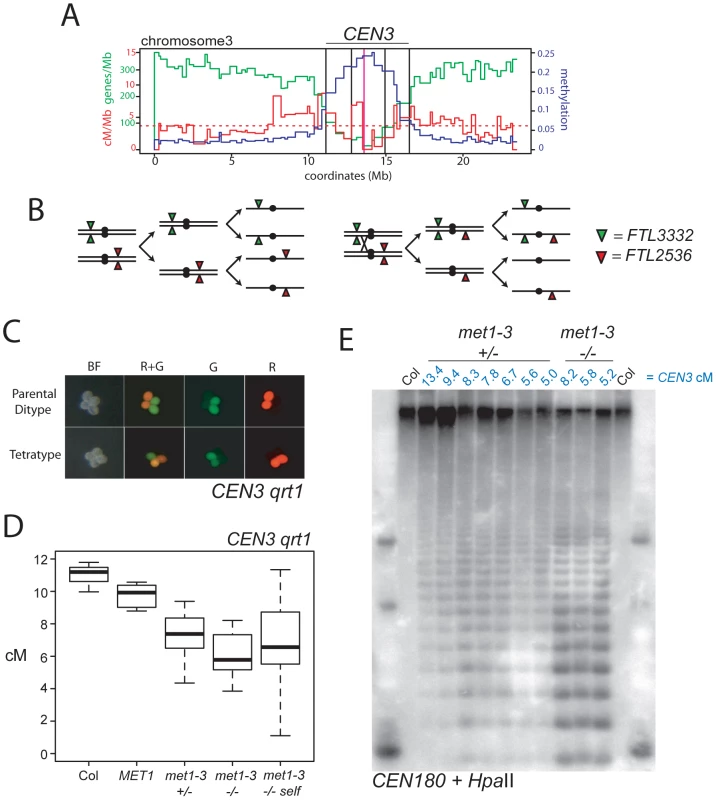 Decreased pericentromeric crossovers in <i>met1–3</i>.