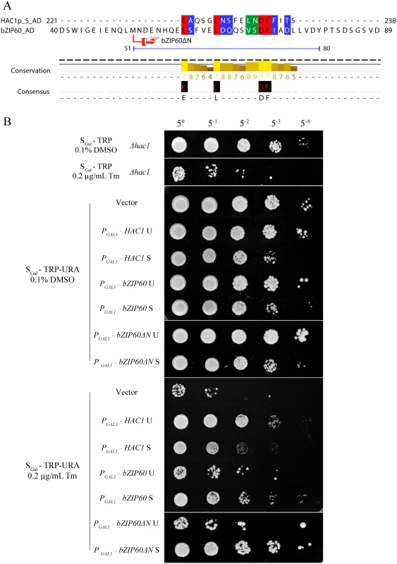 Either bZIP60 S or bZIP60ΔN S can rescue <i>HAC1</i>-deficient yeast under ER stress.
