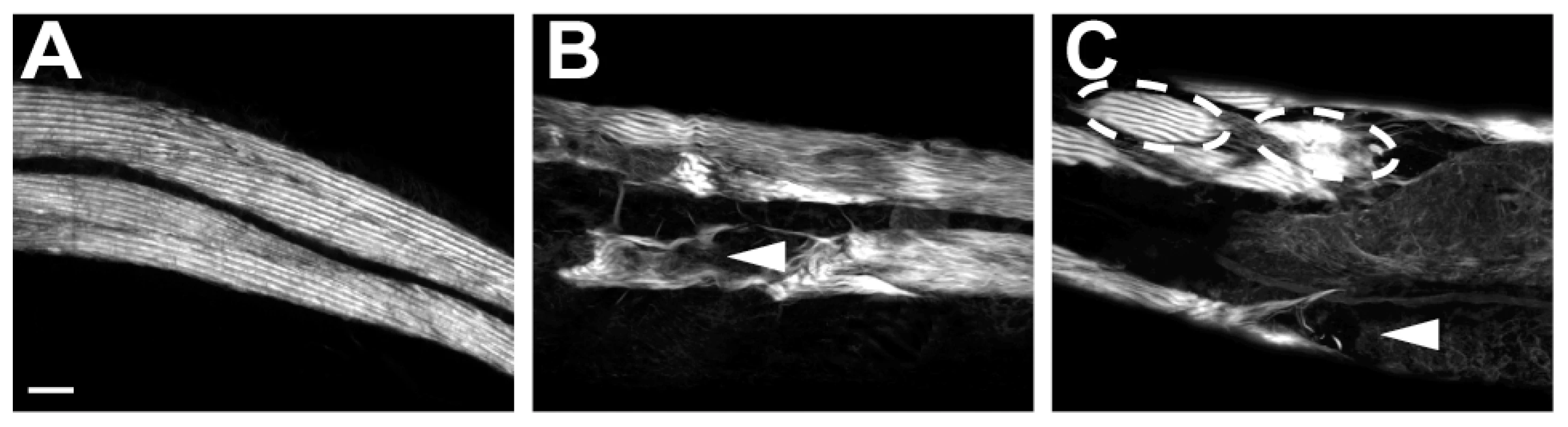 Ectopic <i>crIs4</i> [<i>unc-54p::clp-1</i>] expression disrupts body wall muscle.