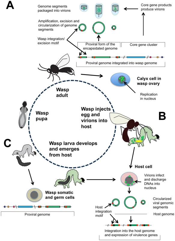 Life cycle and genome organization of BVs.