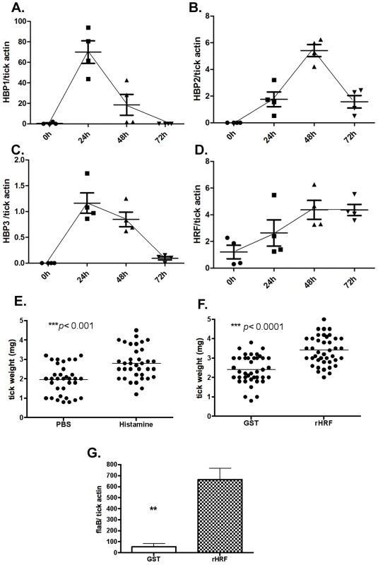 tHRF is required for tick rapid feeding.