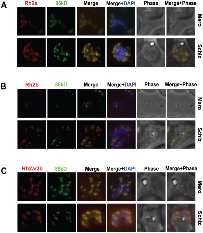The 85 kDa processed form of PfRh2a and PfRh2b colocalises with the corresponding C-terminal regions in both merozoite and schizont stages.