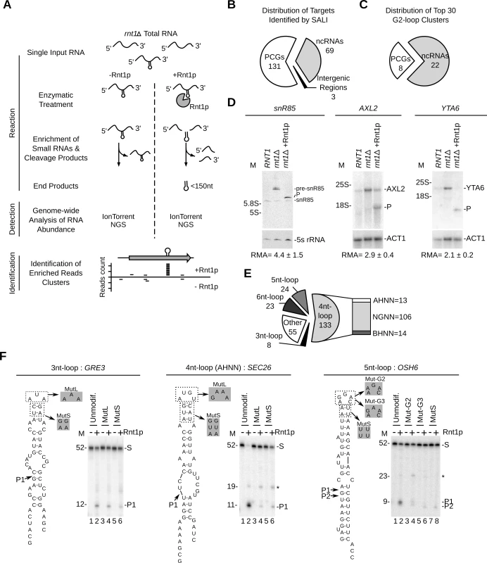 Sequence assisted identification of Rnt1p cleavage signals.