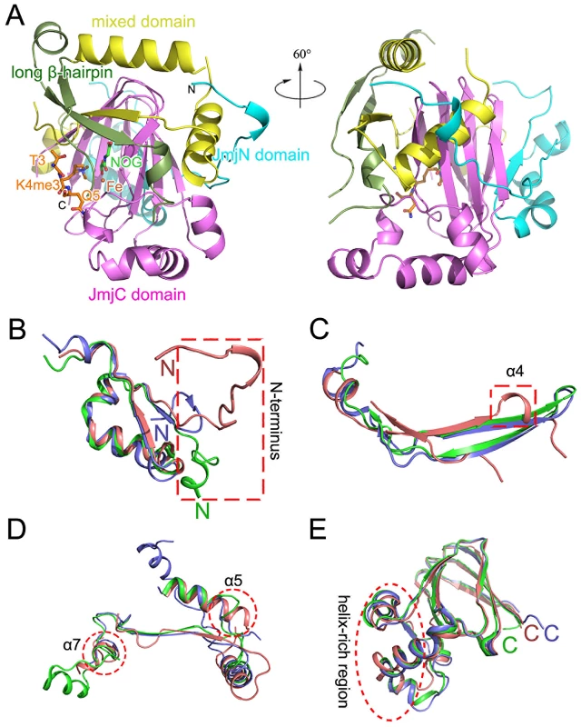 Overall structure of c-JMJ703.