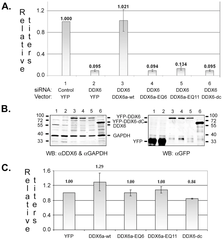Exogenous expression of wild type or mutant DDX6.