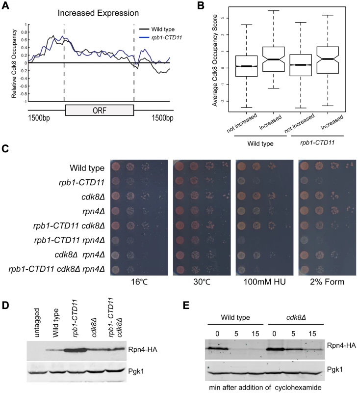Regulation of Rpn4 levels partly mediated the suppression of <i>rpb1-CTD11</i> defects by loss of <i>CDK8</i>.