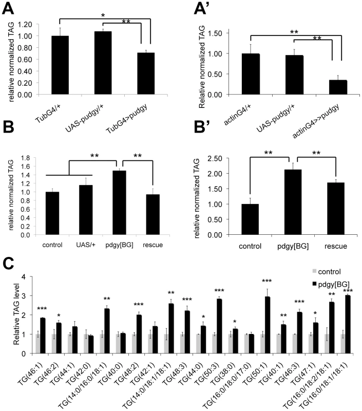 <i>Pudgy</i> expression levels regulate organismal lipid homeostasis.
