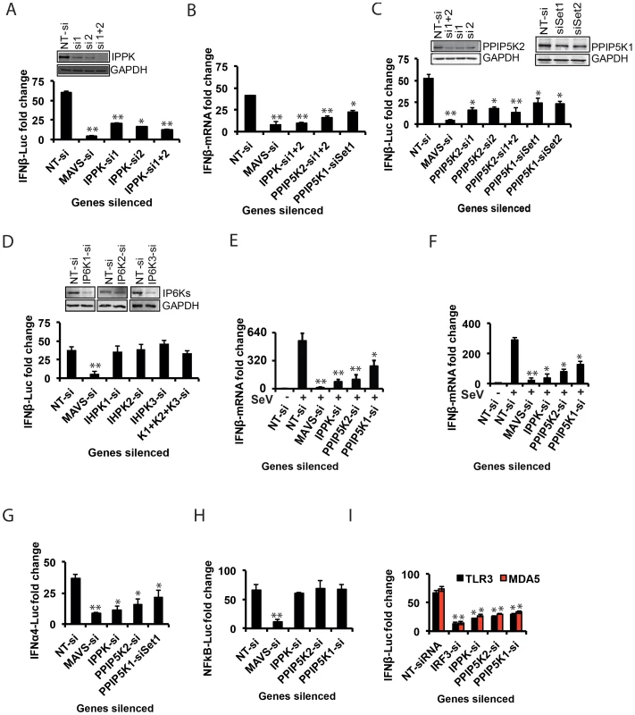 Inositol pyrophosphates pathway is needed for RIG-I mediated <i>IFNβ</i> response.
