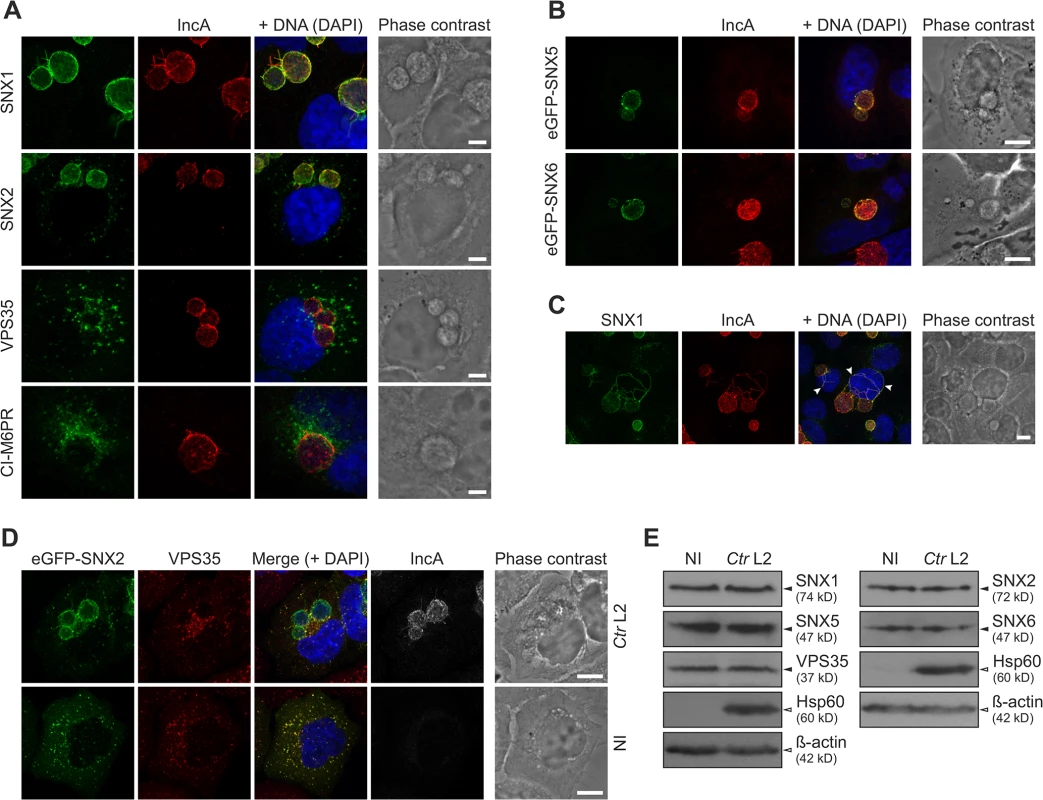 <i>C</i>. <i>trachomatis</i> infection shows SNX recruitment to the inclusion and leads to partial separation of the retromer subcomplexes.