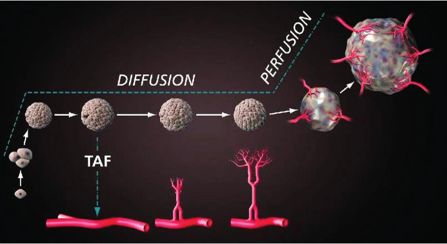 Proces angiogeneze (TAF – tumor angiogenesis factor, dnes VEGF); podle [5]