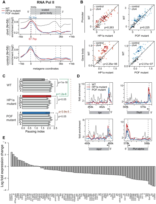 Lack of HP1a or POF shifts the enrichment pattern of RNA pol II on chromosome 4.