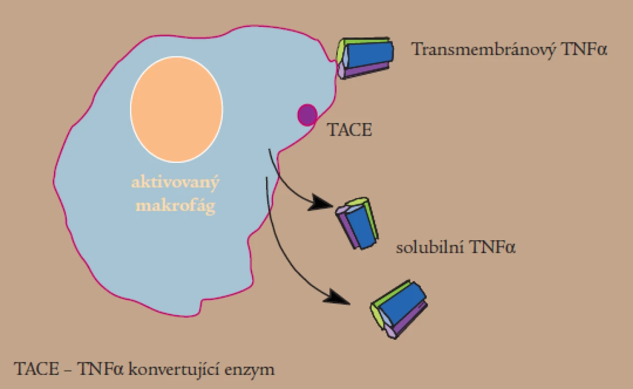 Produkce TNFα.