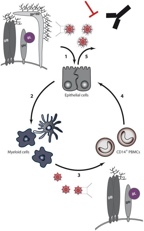 BoHV-4 model for switch of cell tropism through alternative splicing of the Bo10 gene.