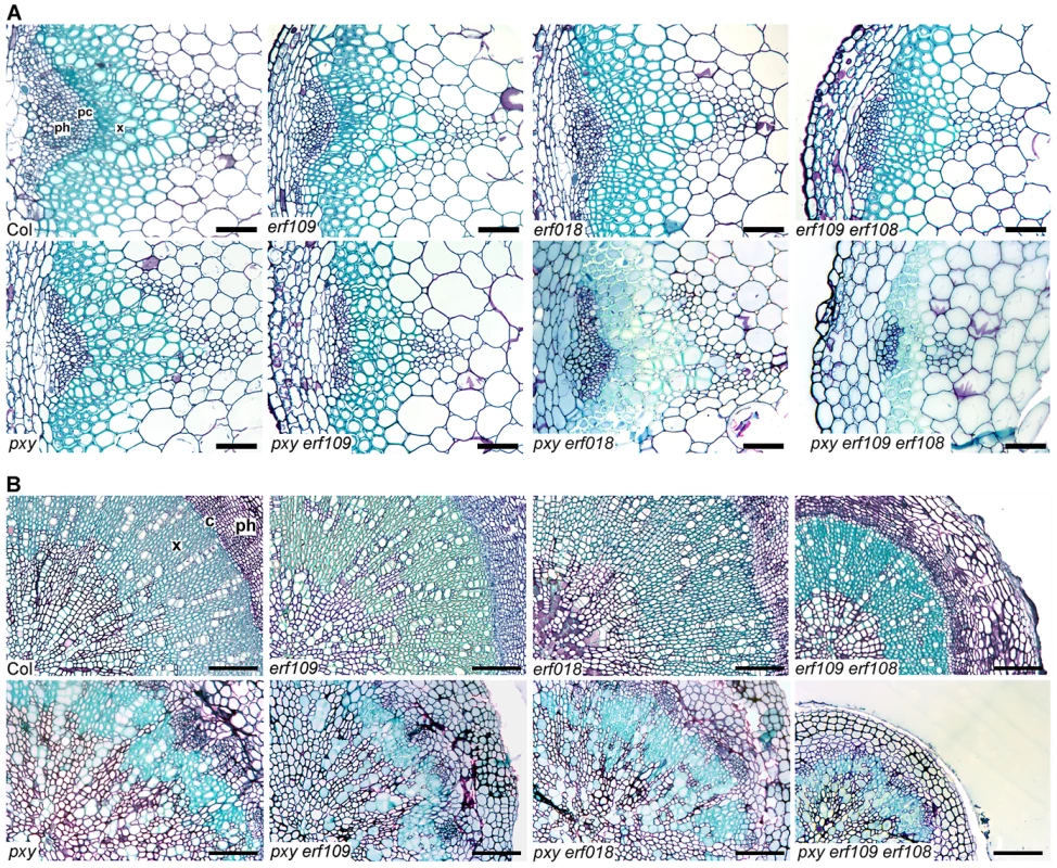 <i>pxy</i> interacts with <i>erf</i> transcription factors.