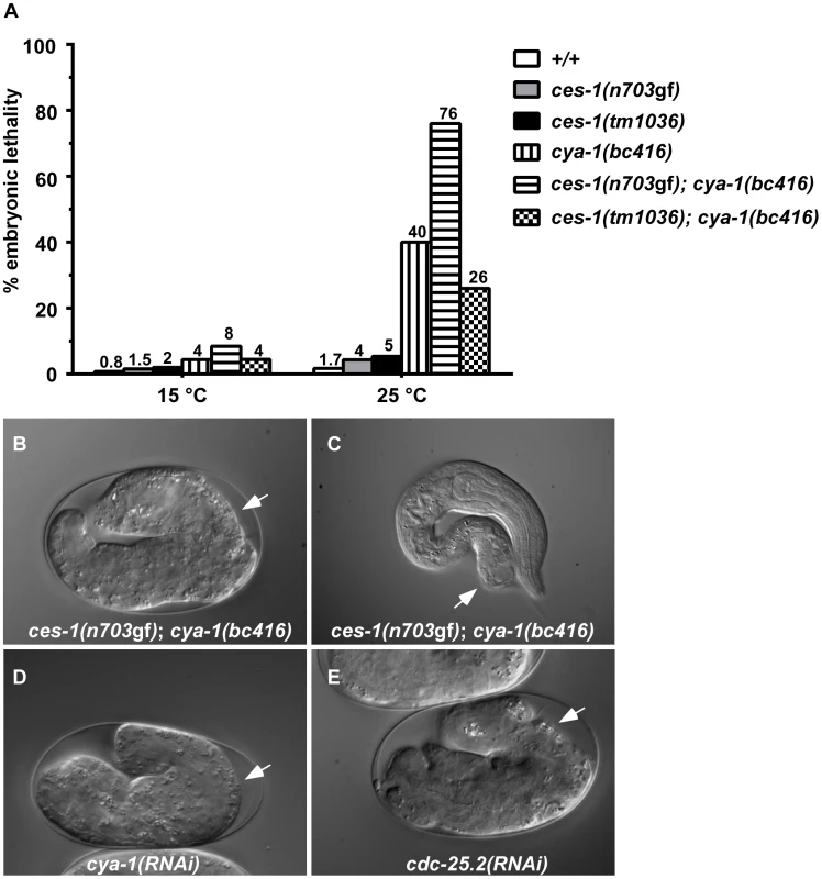 <i>ces-1(n703</i>gf<i>)</i>; <i>cya-1(bc416)</i> causes temperature-sensitive embryonic lethality.