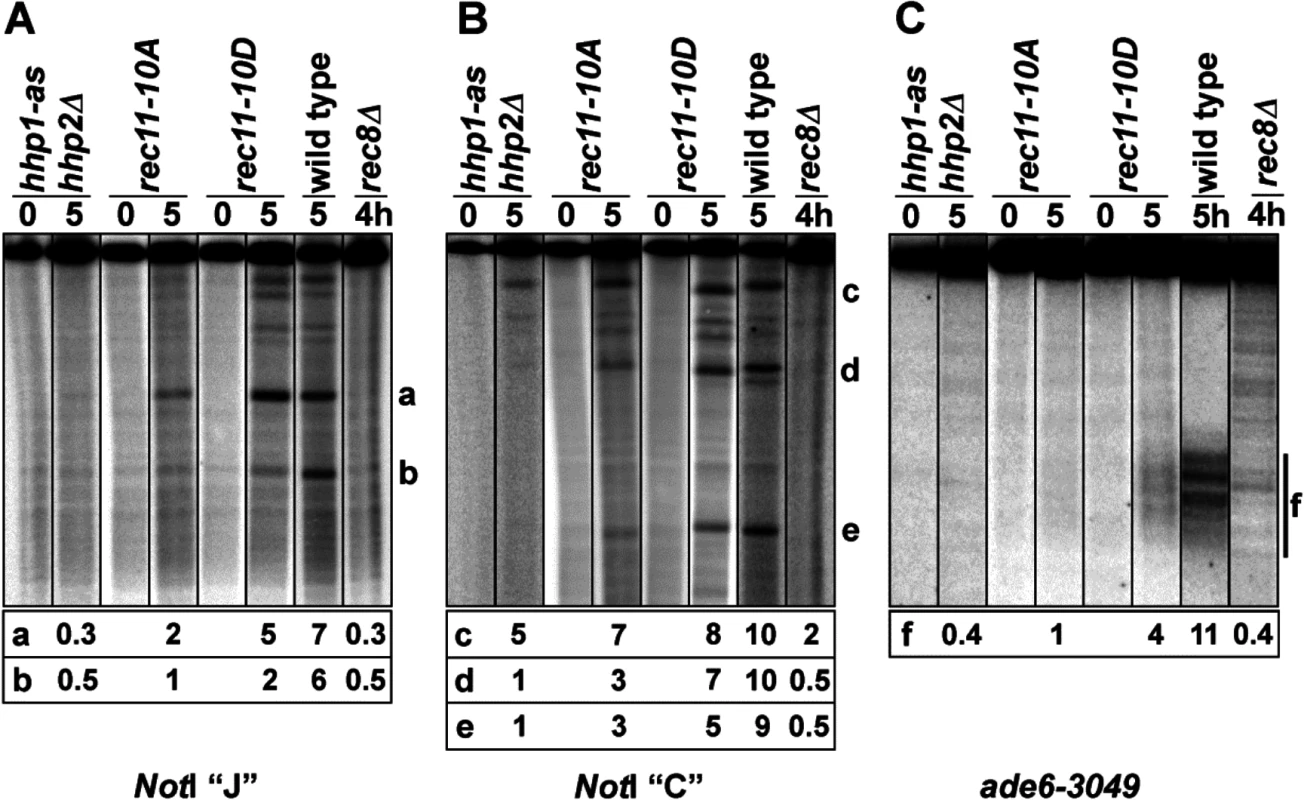 Meiotic DNA breakage in <i>hhp</i>, <i>rec11</i>, and <i>rec8</i> mutants.