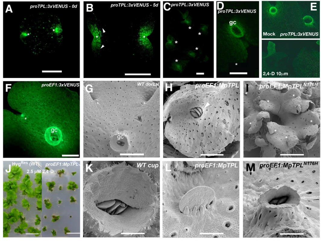 Developmental role of <i>MpTPL</i> in <i>M</i>. <i>polymorpha</i>.