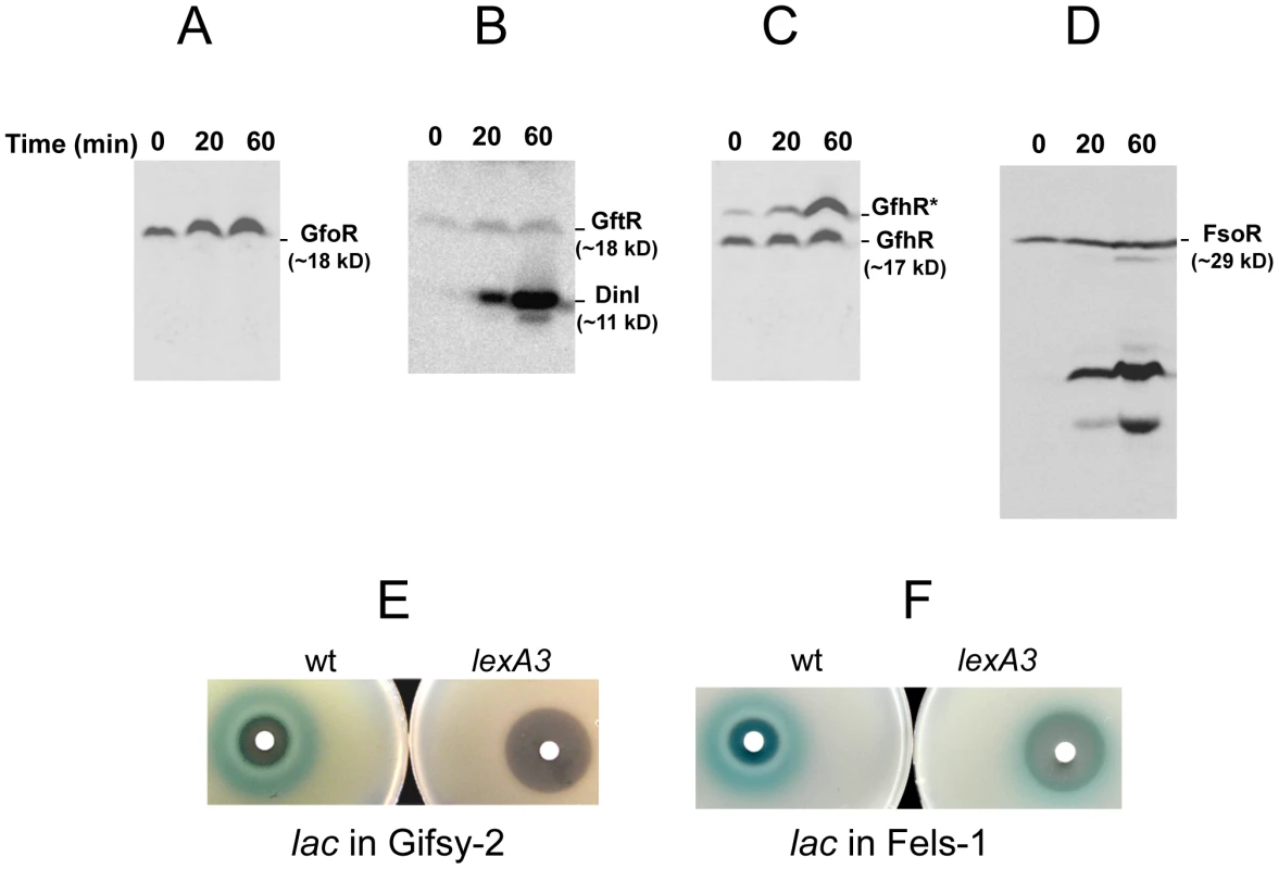 Fate of phage repressors during induction and the role of LexA.
