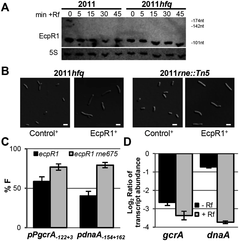 Hfq and RNase E activities are dispensable for EcpR1 overproduction-related cell elongation and post-transcriptional repression of <i>gcrA</i>.