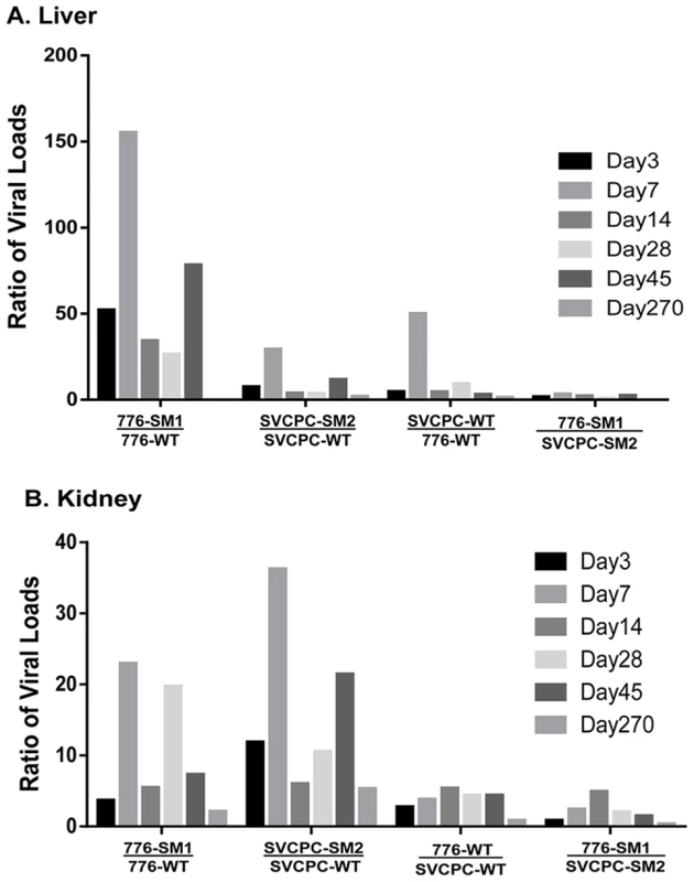 Effects of simian virus 40 microRNA and regulatory region structure on relative viral loads in hamster tissues over time.