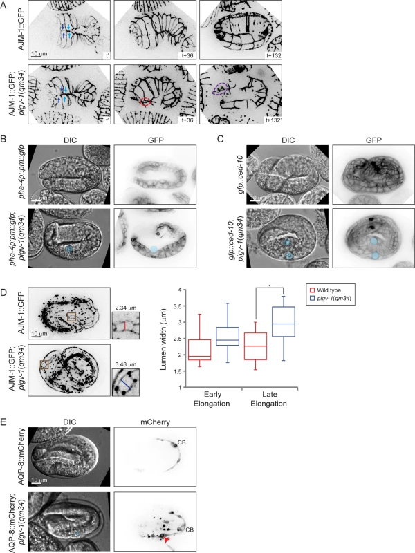 Loss of GPI-APs leads to breaches in epithelial tissue in the embryonic epidermis, intestine and excretory canal.