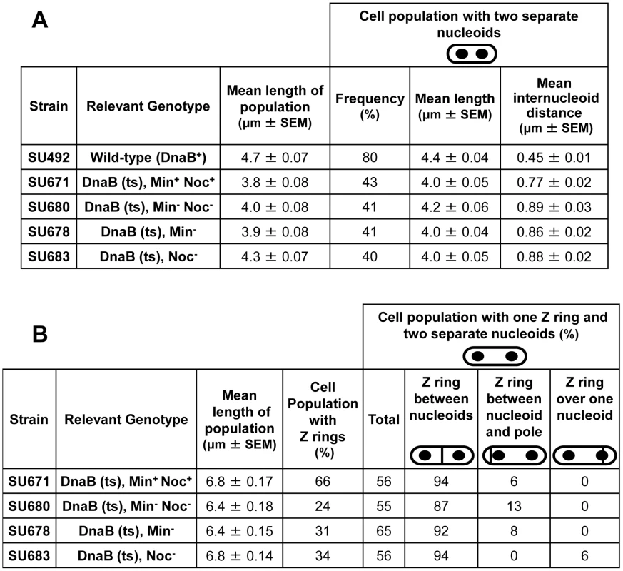 Separation of nucleoids and Z ring positioning in outgrown spores of <i>dnaB</i> (ts) strains.