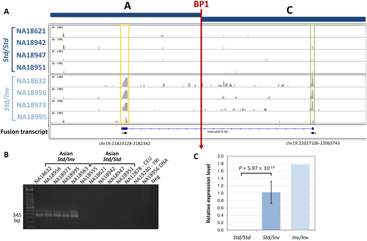 Analysis of the new fusion transcript in HsInv0379 breakpoint.