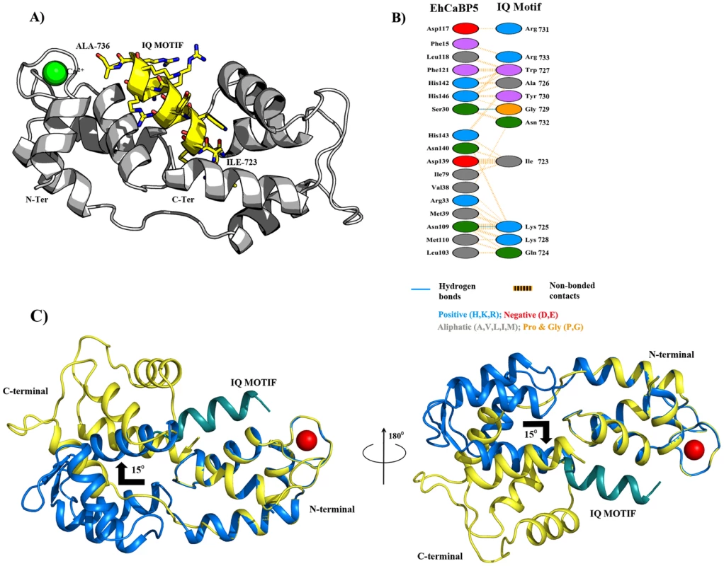 Protein-peptide Interaction.