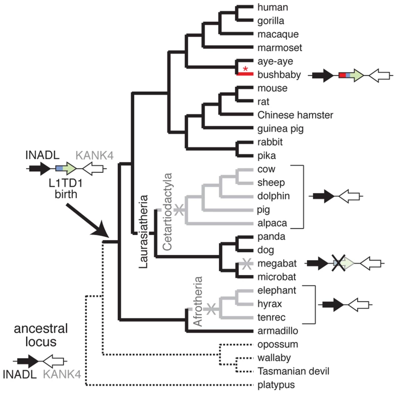 <i>L1TD1</i> has been lost multiple times in eutherian mammals.