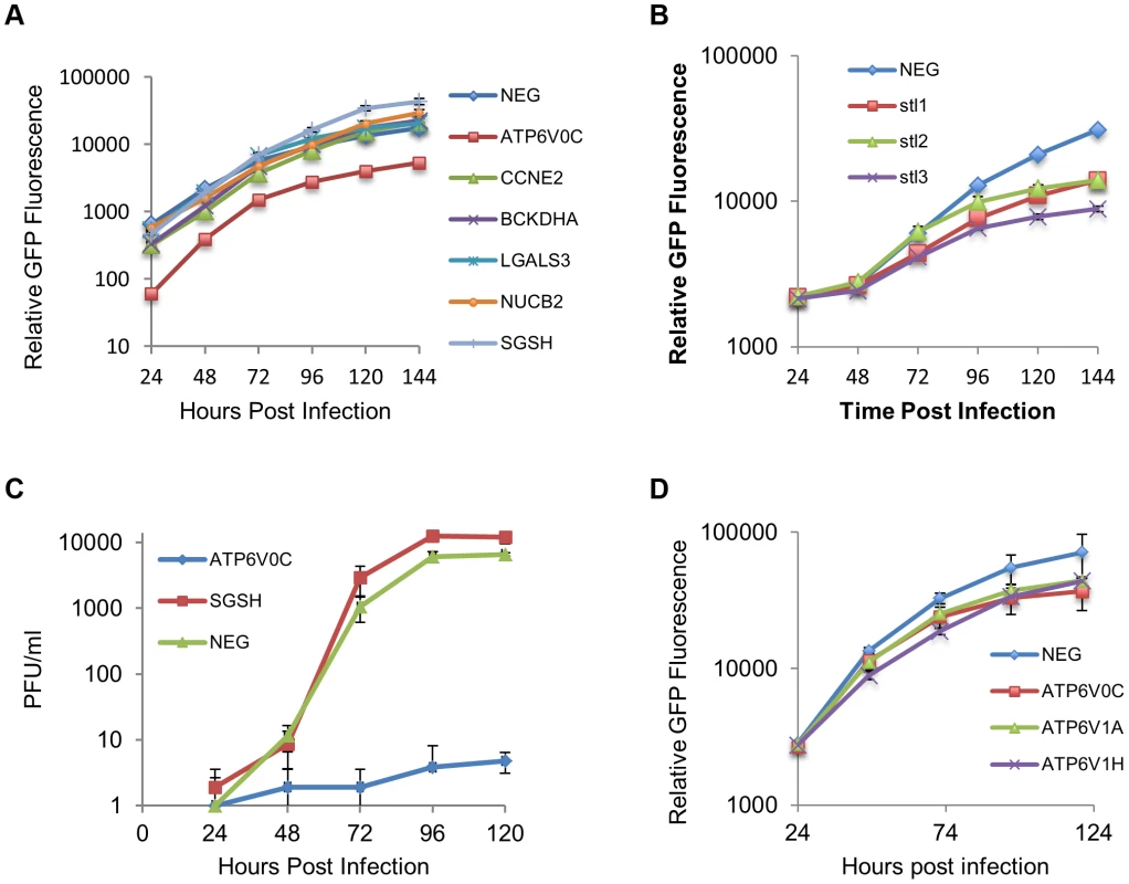 ATP6V0C is an essential host factor for HCMV replication.