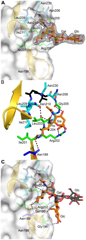Interactions between σ1 and sialic acid.