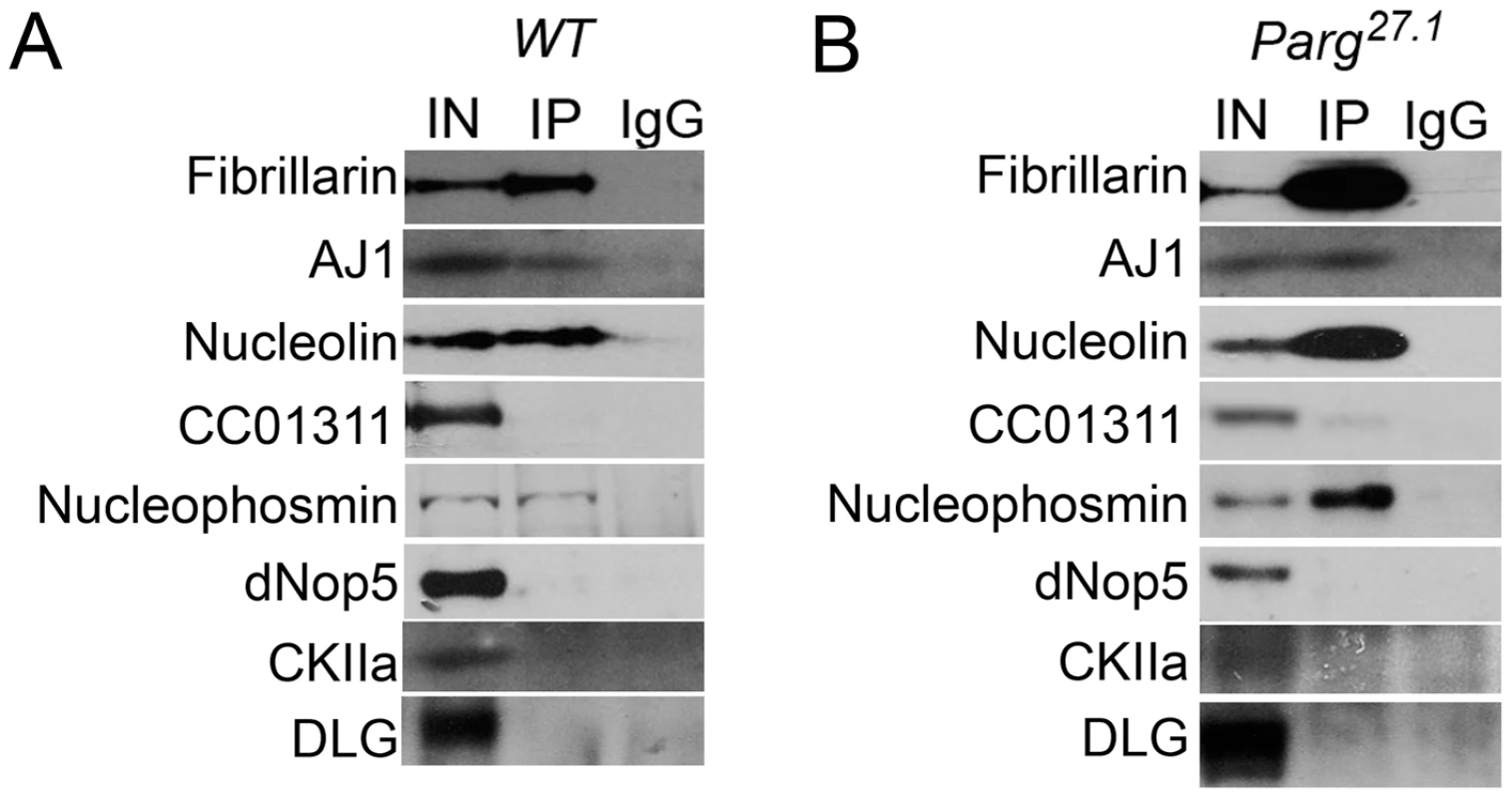 Nucleolar proteins show differential interaction with pADPr.
