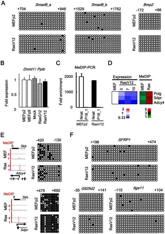No detection of DNA methylation alteration.