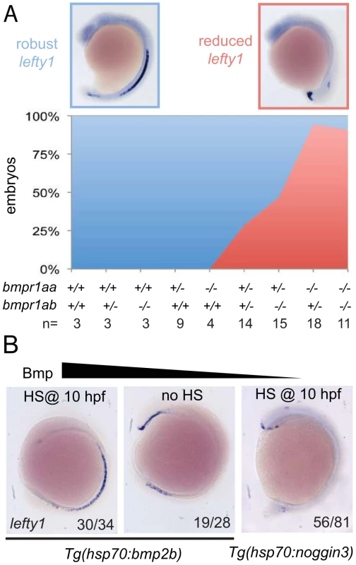 Bmp via Bmpr1a regulates <i>lefty1</i> expression in the midline.
