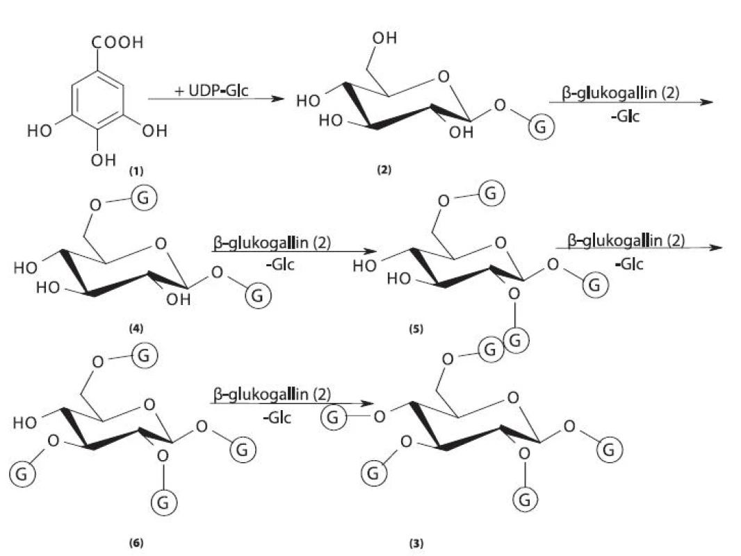 Biosyntéza gallotaninů I
1 – kyselina gallová, 2 – 1-O-galloyl-ß-D-glukopyranosa (ß-glukogallin), 3 – 1,2,3,4,6-penta-O-galloyl-ß-D-glukopyranosa, 4 – 1,6-di-O-galloyl-ß-D-glukopyranosa, 5 – 1,2,6-tri-O-galloyl-ß-D-glukopyranosa, 6 – 1,2,3,6-tetra-O-galloyl-ß-D-glukopyranosa, G – galloyl