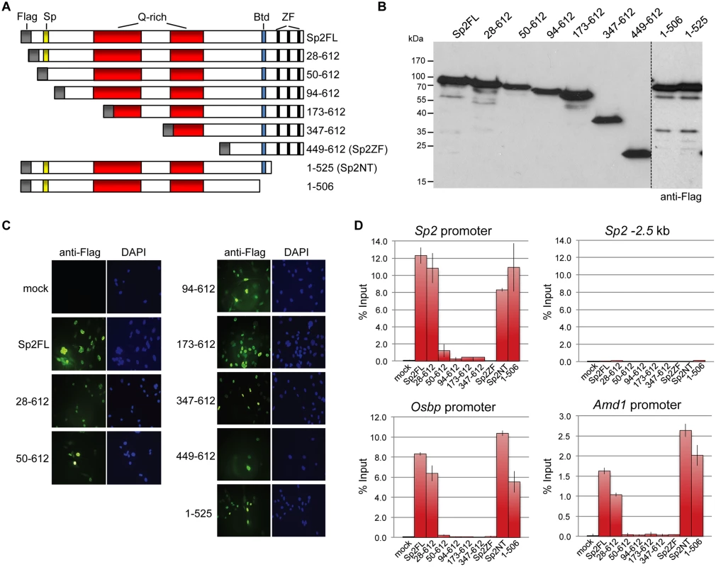 Binding of Sp2 deletion mutants to selected target promoters.