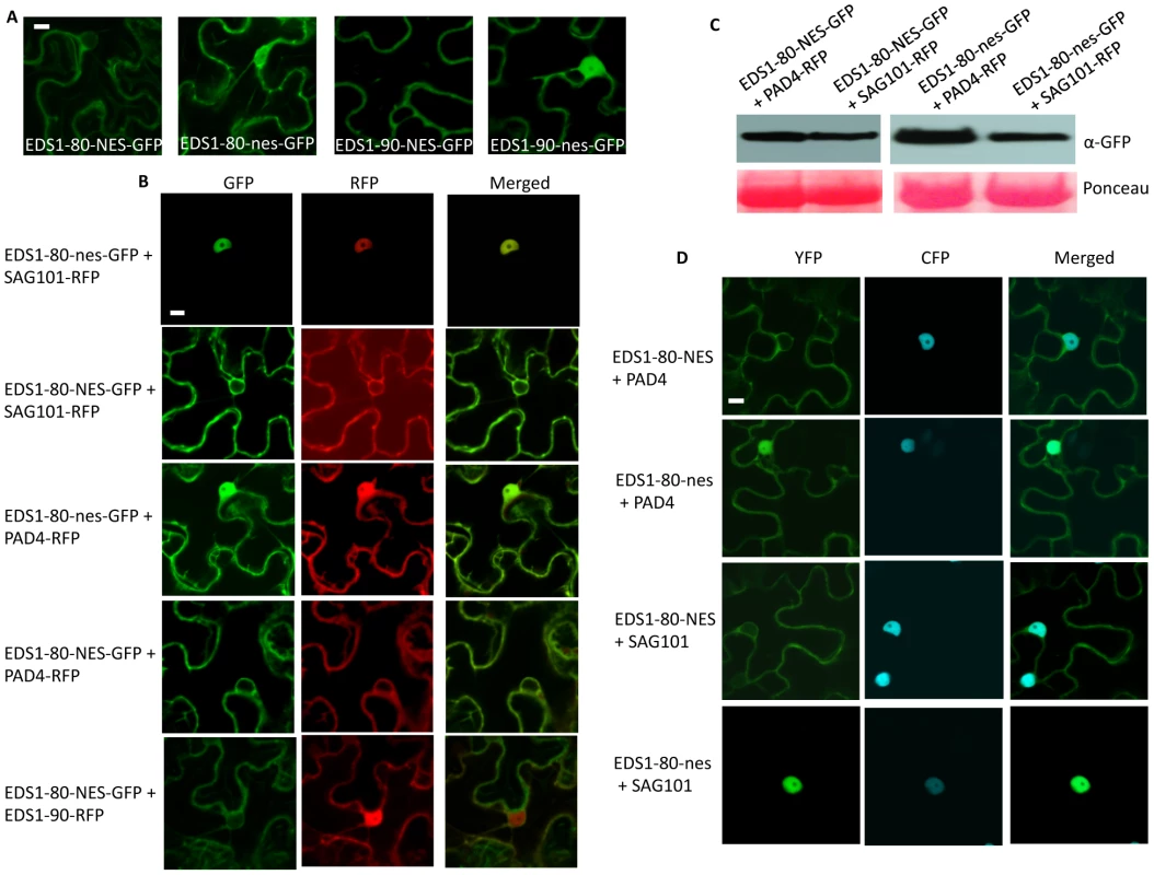 EDS1-NES exhibits extranuclear interaction with SAG101.