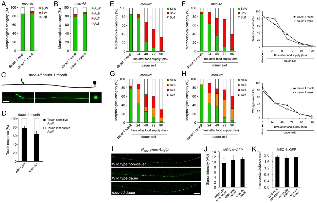 <i>C. elegans</i> dauer state prevents neuronal degeneration triggered by <i>mec-4d</i>.