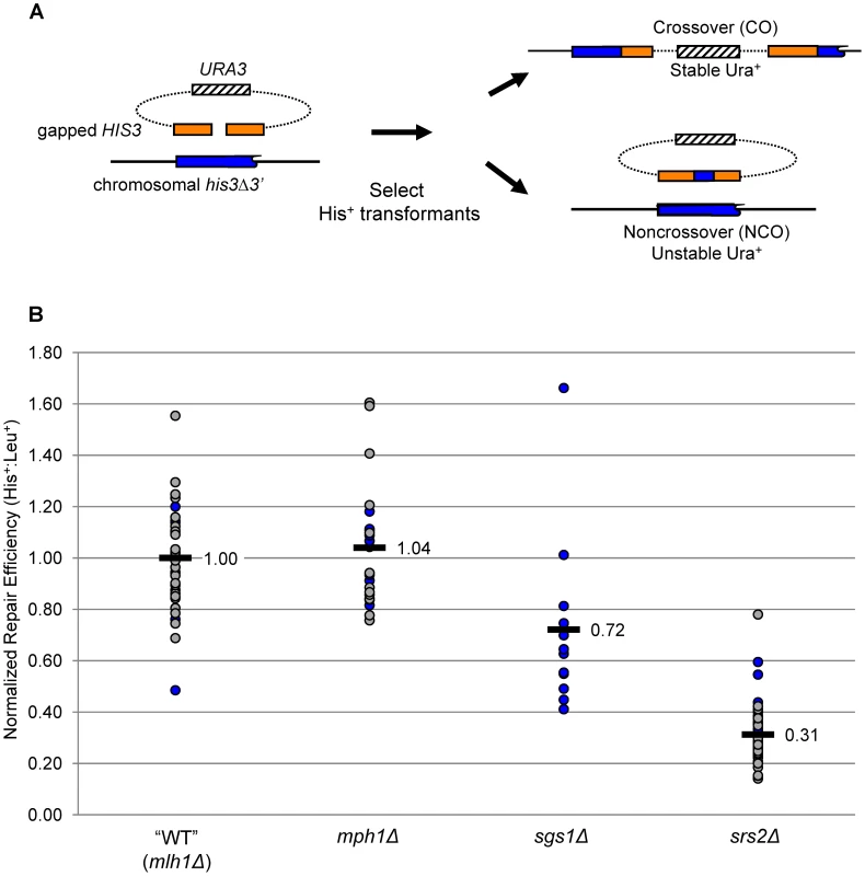 Gap-repair system and gap-repair efficiency in the absence of Mph1, Sgs1, or Srs2.