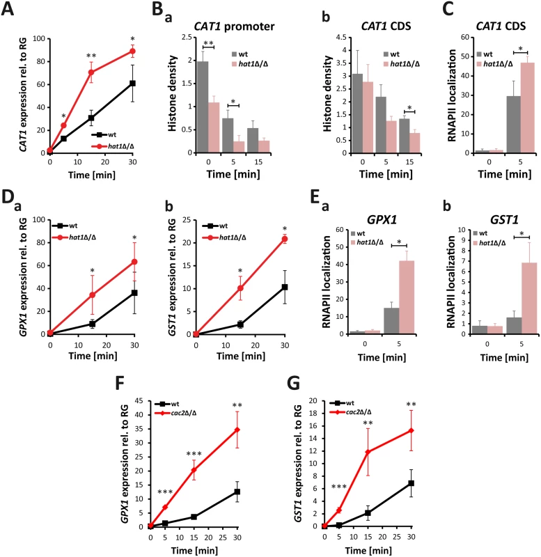 Lack of Hat1 accelerates induction of oxidative stress genes.