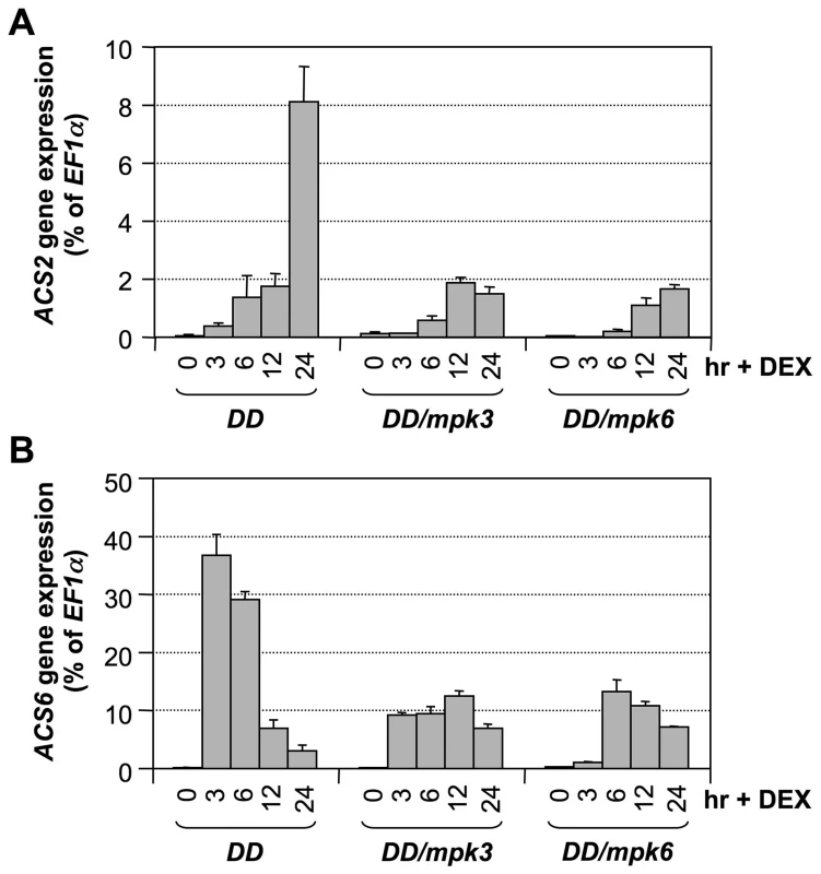 Activation of <i>ACS2</i> and <i>ACS6</i> gene expressions in gain-of-function <i>DD</i> is dependent on downstream <i>MPK3</i> and <i>MPK6</i>.
